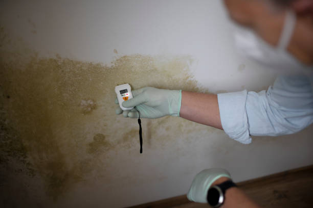 Best DIY Mold Remediation Support Services in De Leon Springs, FL