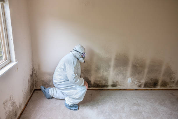 Best HVAC Mold Remediation in De Leon Springs, FL