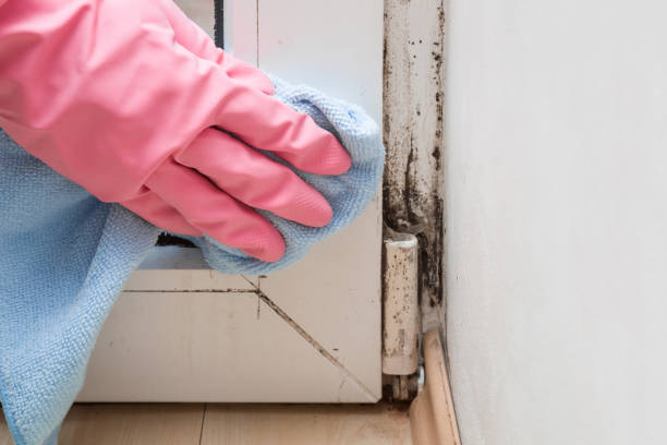 Best Attic Mold Remediation in De Leon Springs, FL